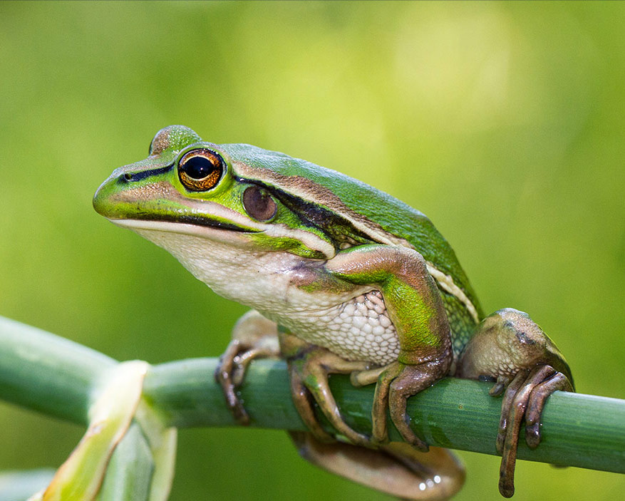 Canberra domestic painting services